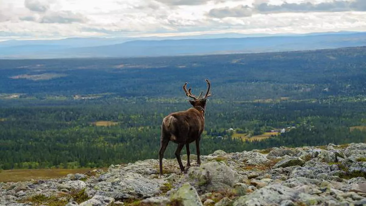 Hiking With A Reindeer The Hindu Businessline