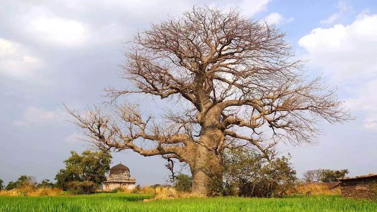 tree baobab mandu