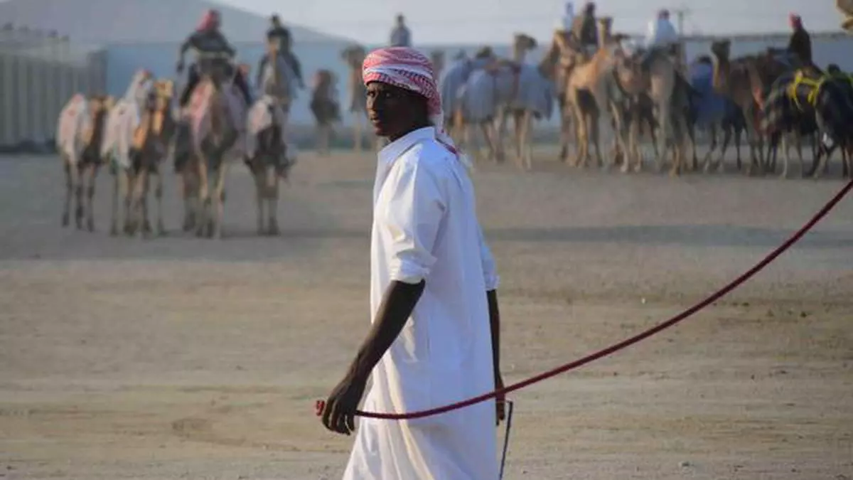 A Day At The Camel Races The Hindu Businessline