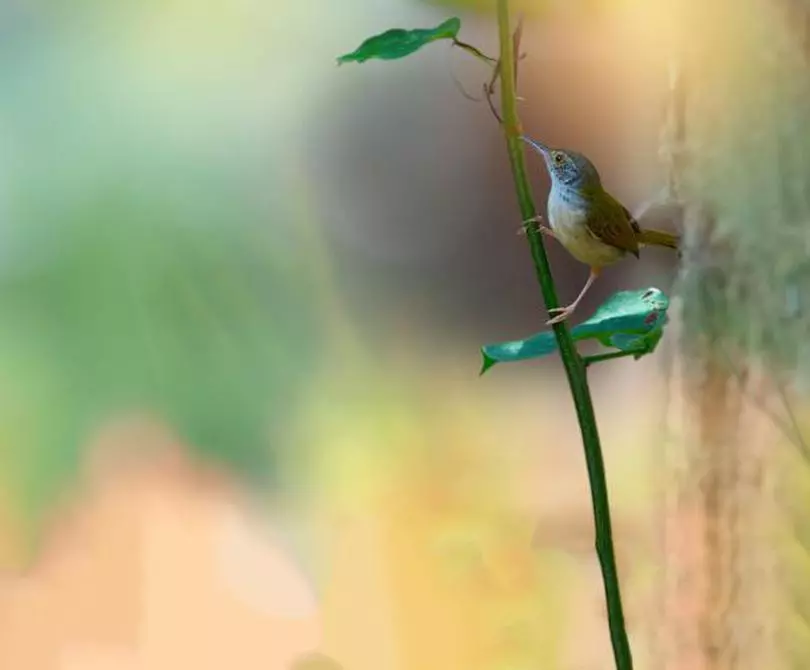 At Home With The Tailorbird The Hindu Businessline