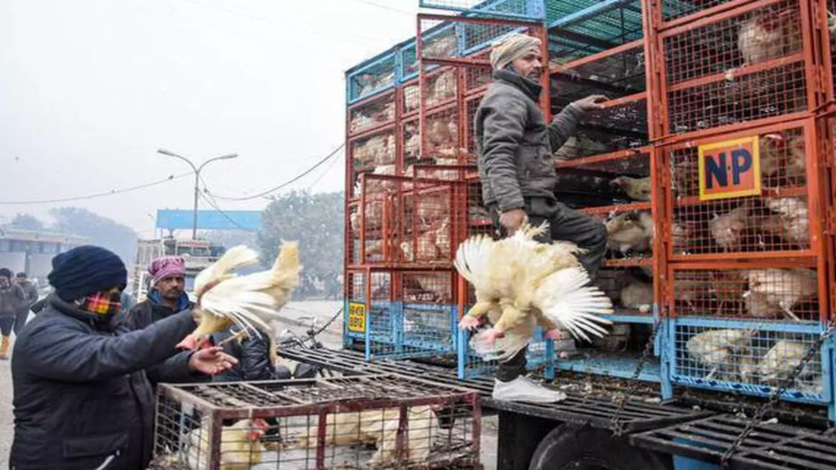 Download Poultry Sector In Trouble For The Third Time In 14 Months On Covid Surge The Hindu Businessline