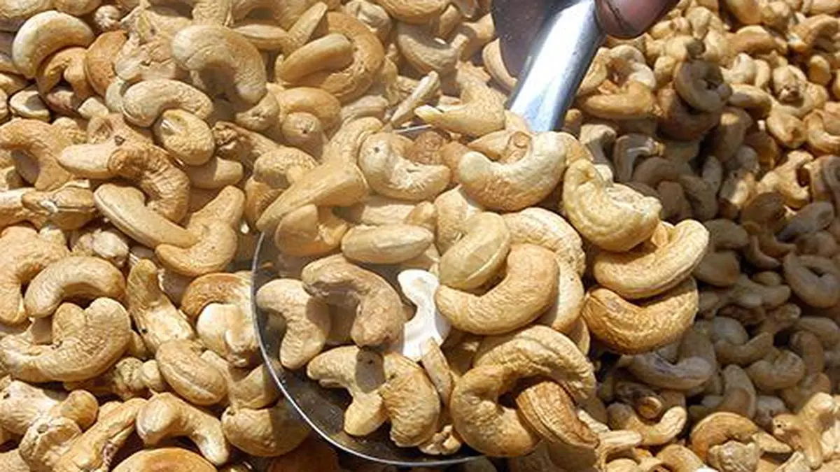 cashew exporters