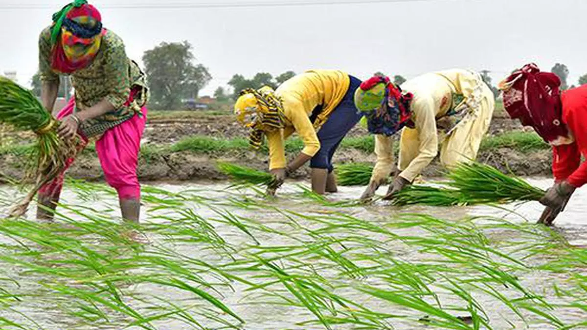 kharif-crop-output-expected-to-match-last-year-s-production-the-hindu