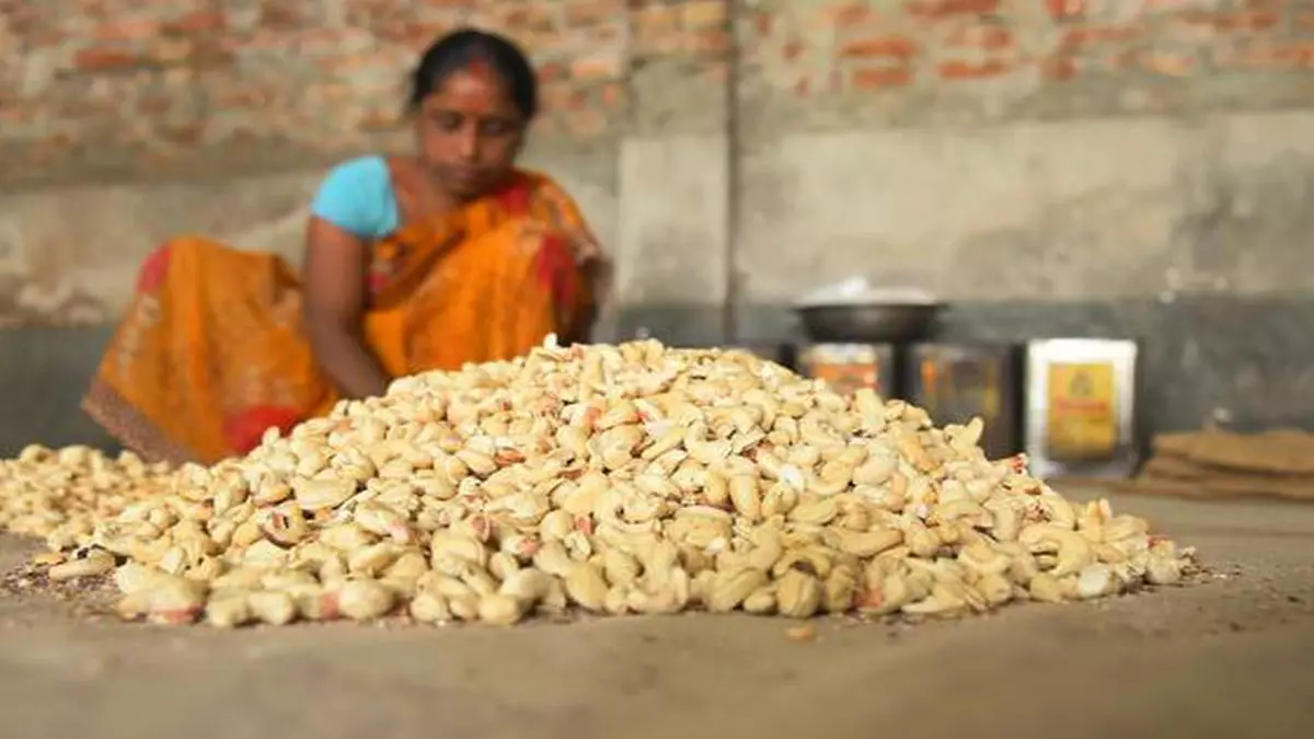 raw cashew nut price in ghana