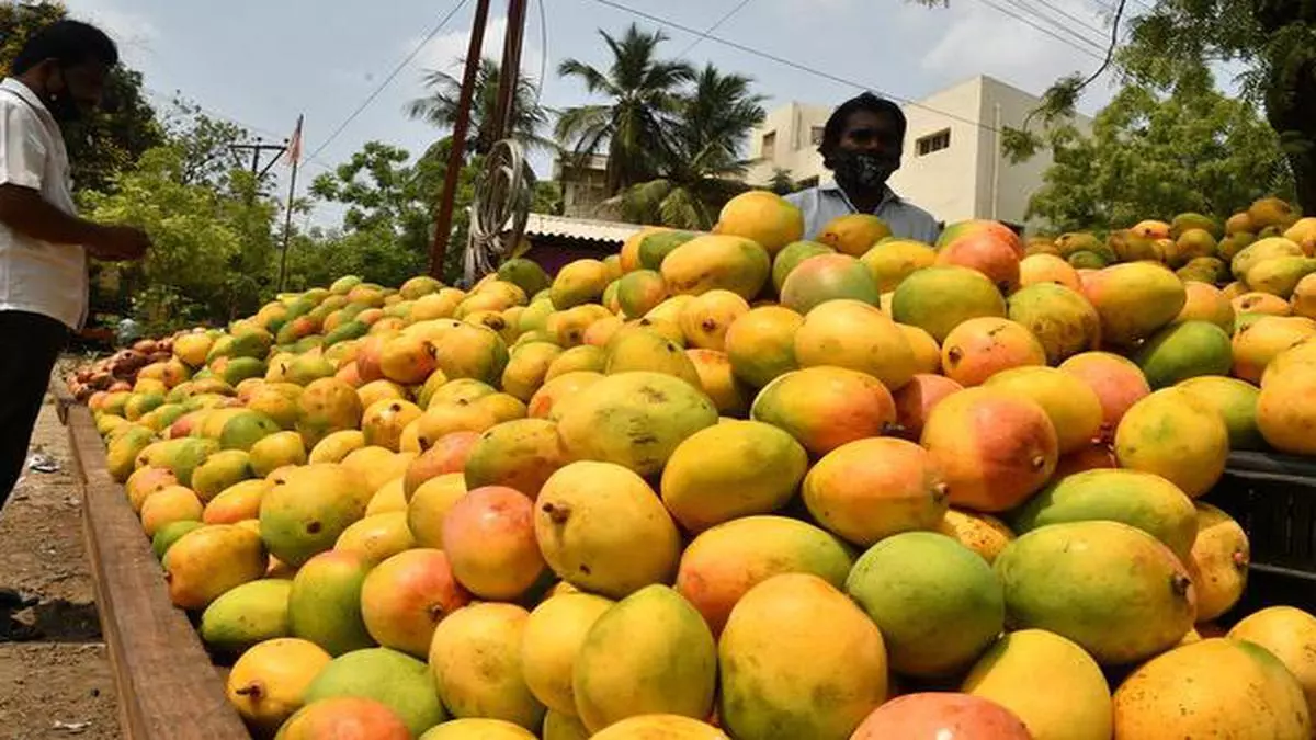 India commences export of 16 varieties of mangoes to Bahrain - The Hindu  BusinessLine