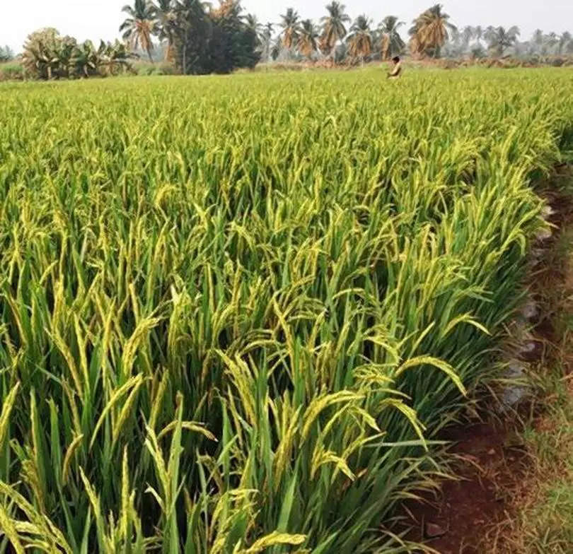 New Rice Variety Has Higher Yield Nutrition Pest Resistance The Hindu Businessline