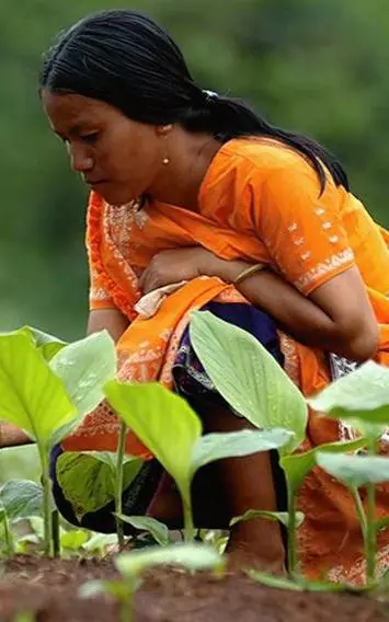 Spice Farming In North East Gets A ‘green Cover The Hindu Businessline 