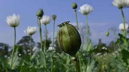 Centre Pilots Private Poppy Cultivation And Extraction Of Opium