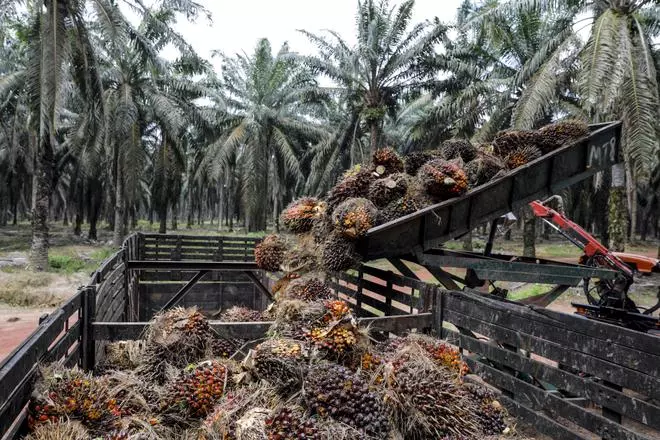 Malaysia oil palm price RBD Palm