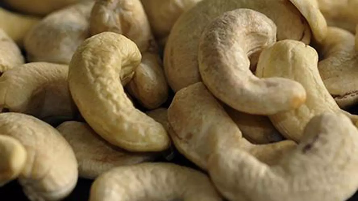 cashew kernel market