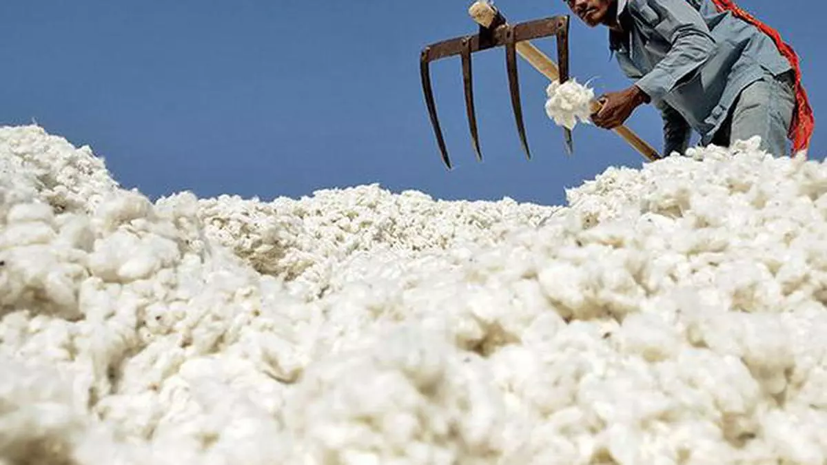 Cotton imports to double this year to 31 lakh bales on lower domestic ...