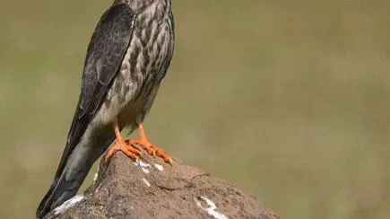 Migratory Falcon Species Spotted At Lonavla The Hindu