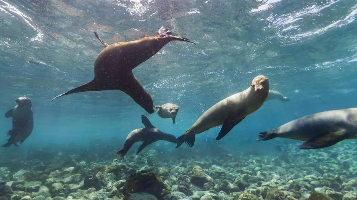 Street View Galapagos Islands Now, Explore Galapagos Islands On Google Street View - The Hindu  Businessline