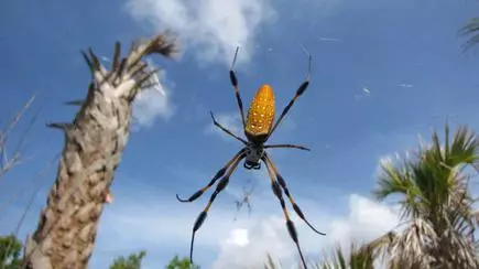 Meet The Golden Orb Web Spider The Hindu Businessline