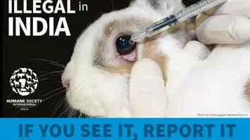 Helpline to tipoff against illegal animal testing for cosmetics - The
