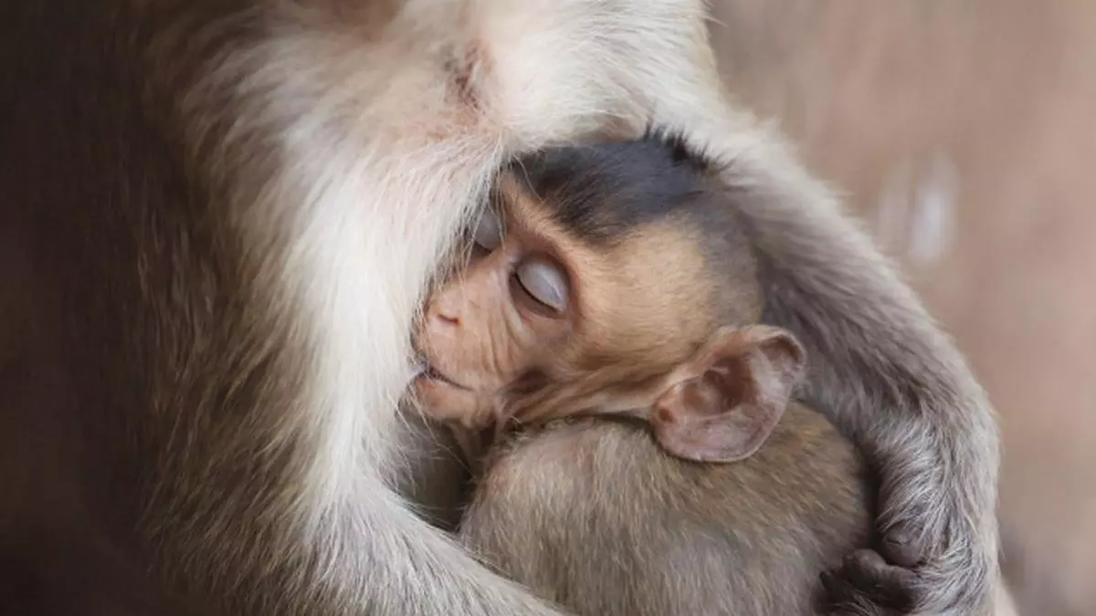 And Now Buy Breast Milk Online The Hindu Businessline