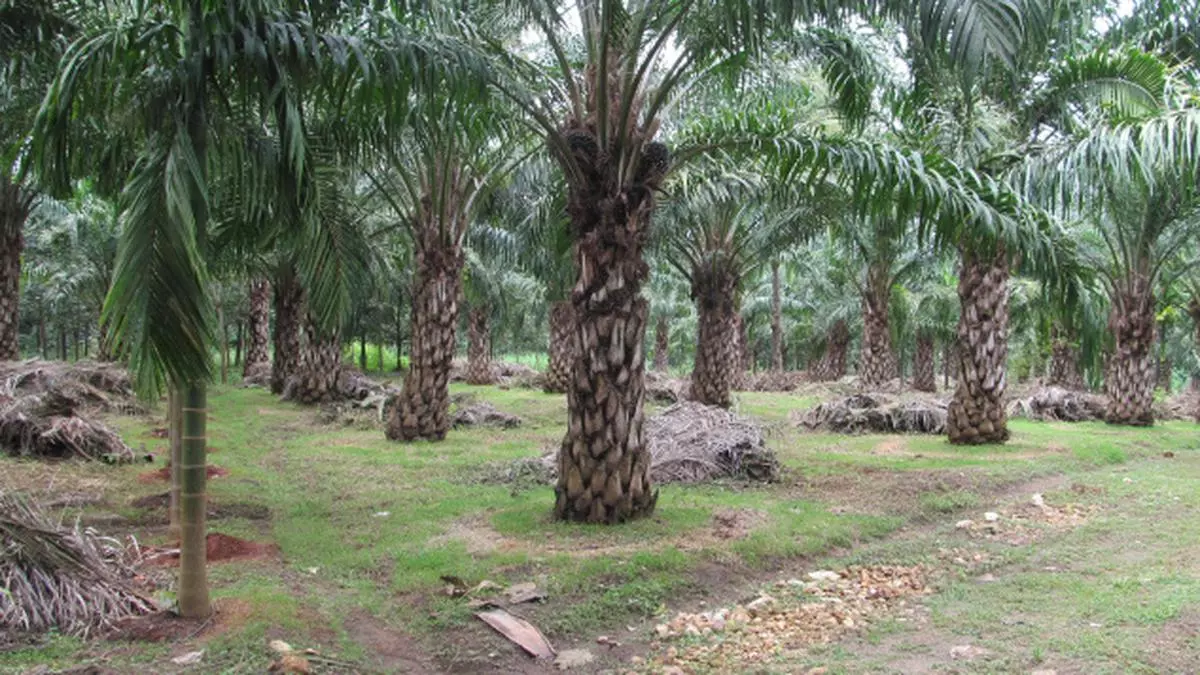 Godrej Agrovet To Bring 20 000 Hectares Under Oil Palm In Karnataka The Hindu Businessline