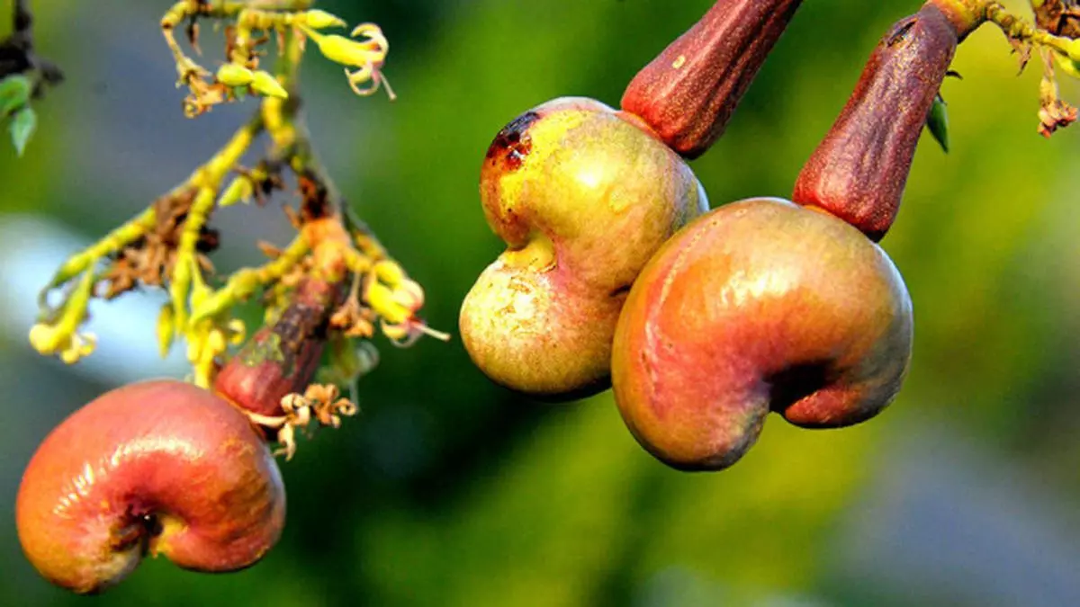 south african cashew nut price