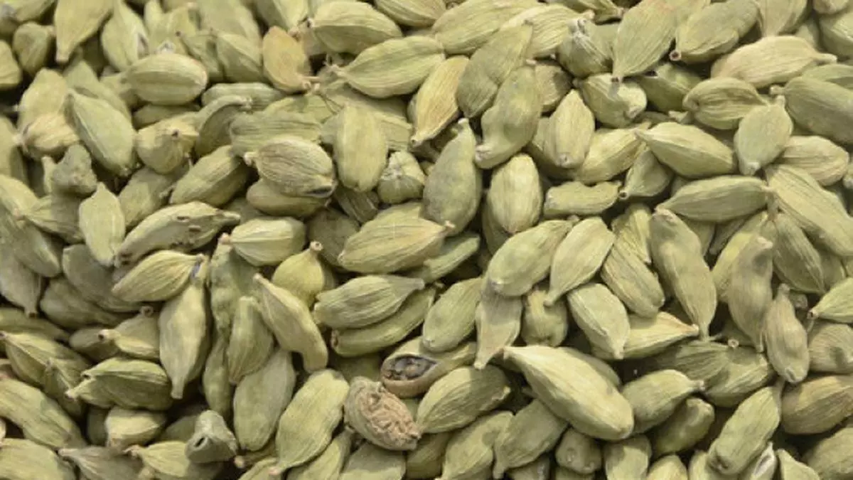 cardamom-prices-drop-on-suspension-of-auctions-the-hindu-businessline