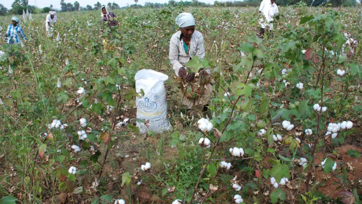 Cotton acreage declines on poor sowing in Maharashtra ...