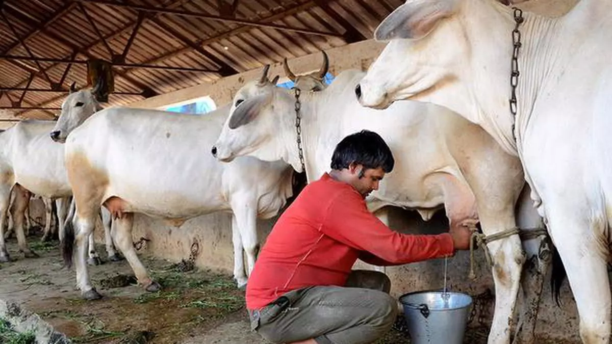 dairy in india