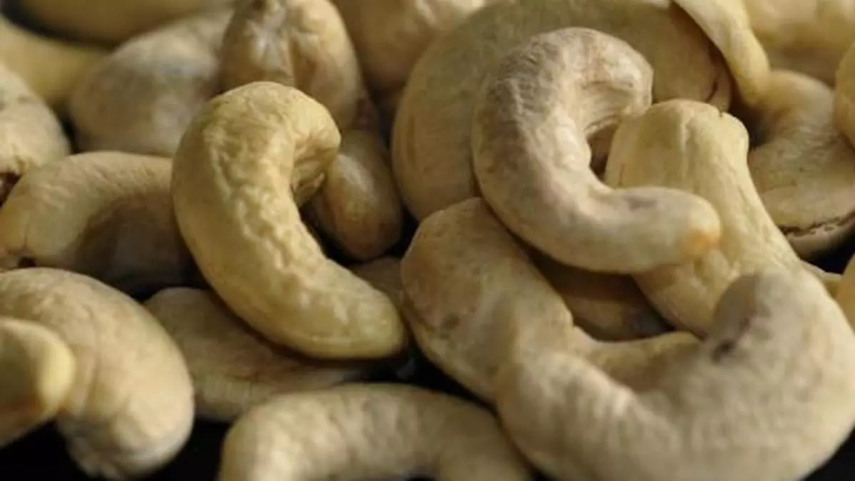 cashew nut raw material price
