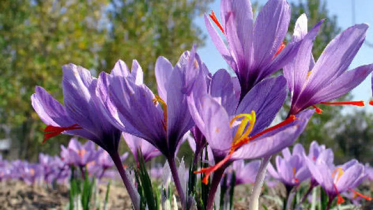 saffron efforts on to recapture kashmir flavour the hindu businessline efforts on to recapture kashmir flavour