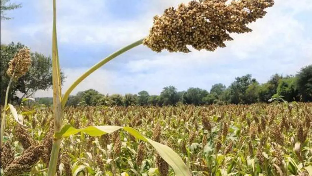 Seasonal Crops In India