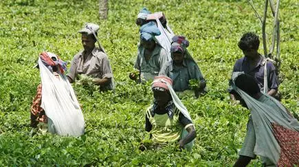 Lower Output Casts Shadow Over Bonus For Tea Garden Workers - 