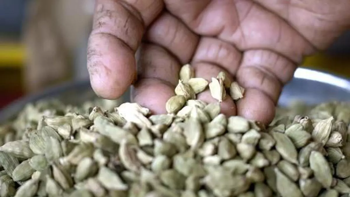 Cardamom prices rise as buyers see early crop The Hindu BusinessLine