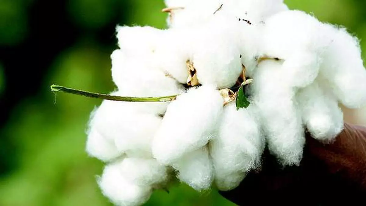 cotton-linters-1st-cut-in-chilakalurupet