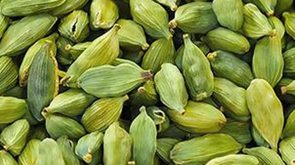 Cardamom prices up on strong upcountry buying The Hindu BusinessLine